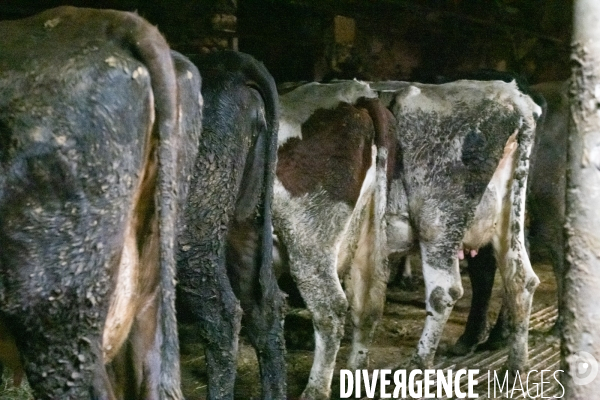 Fabrication du saint Nectaire à la ferme dans le cantal