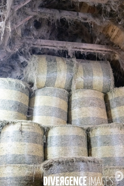 Fabrication du saint Nectaire à la ferme dans le cantal