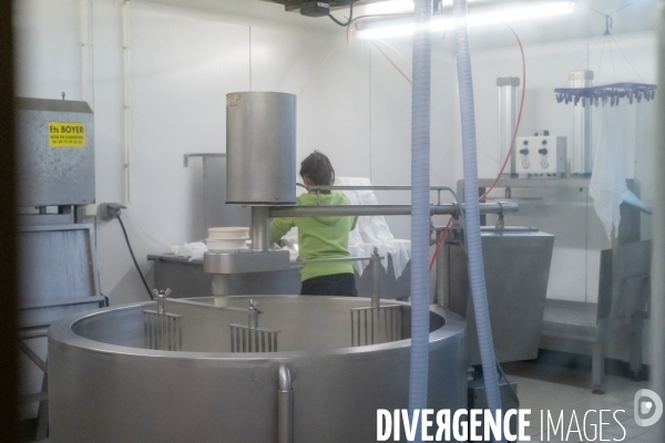 Fabrication du saint Nectaire à la ferme dans le cantal