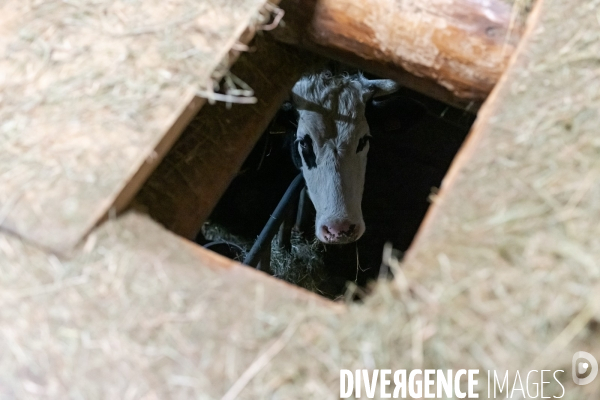 Fabrication du saint Nectaire à la ferme dans le cantal