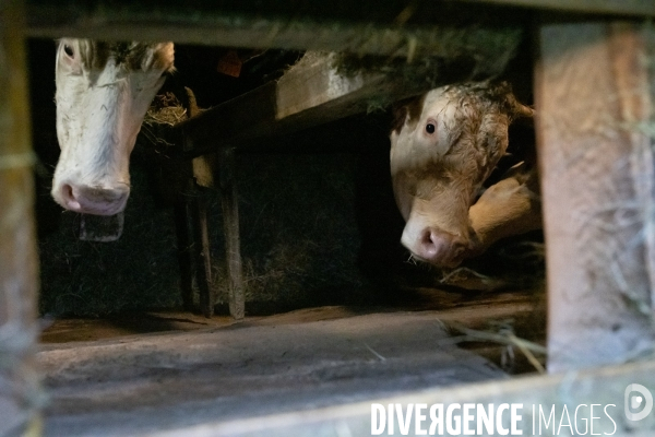 Fabrication du saint Nectaire à la ferme dans le cantal