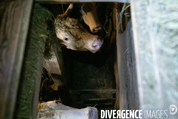 Fabrication du saint Nectaire à la ferme dans le cantal