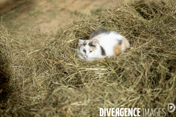 Fabrication du saint Nectaire à la ferme dans le cantal