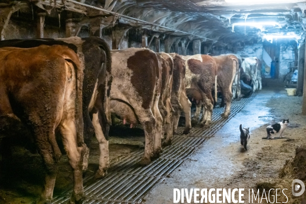 Fabrication du saint Nectaire à la ferme dans le cantal