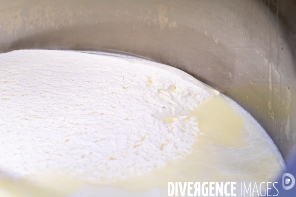 Fabrication du saint Nectaire à la ferme dans le cantal