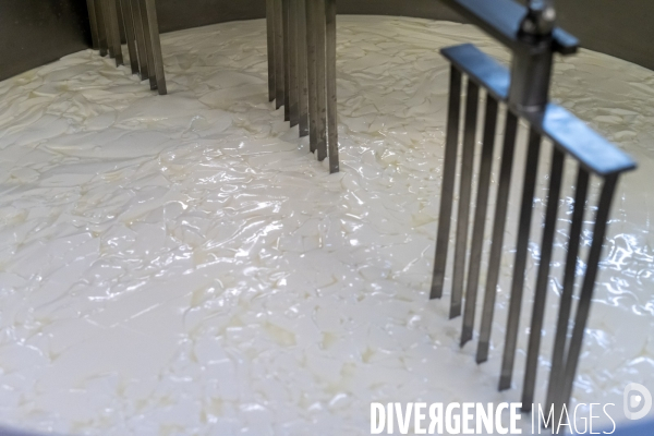 Fabrication du saint Nectaire à la ferme dans le cantal