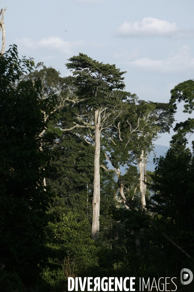 Gabon: illustration