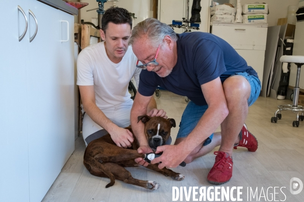 Orthoprotésiste pour animaux