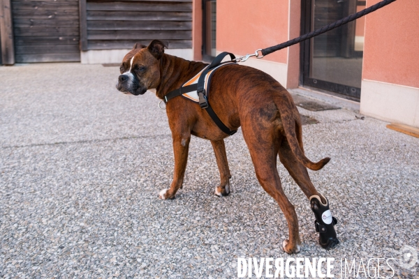 Orthoprotésiste pour animaux