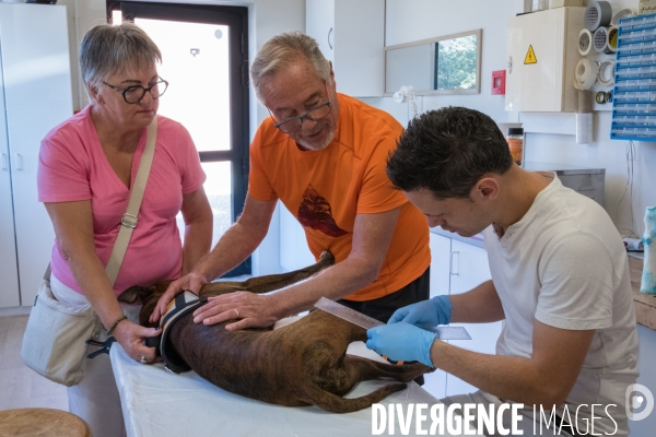 Orthoprotésiste pour animaux