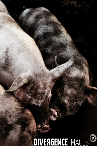 Smart and Piggy