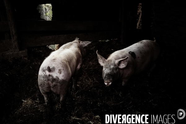 Smart and Piggy