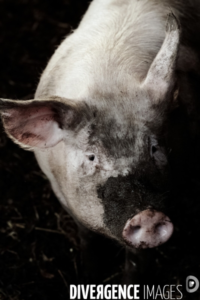 Smart and Piggy
