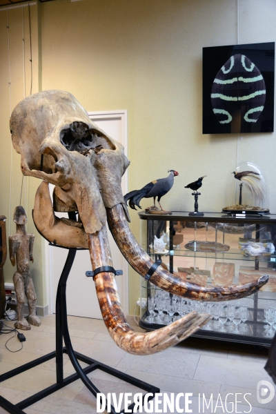 Crâne de Mammouth aux enchères