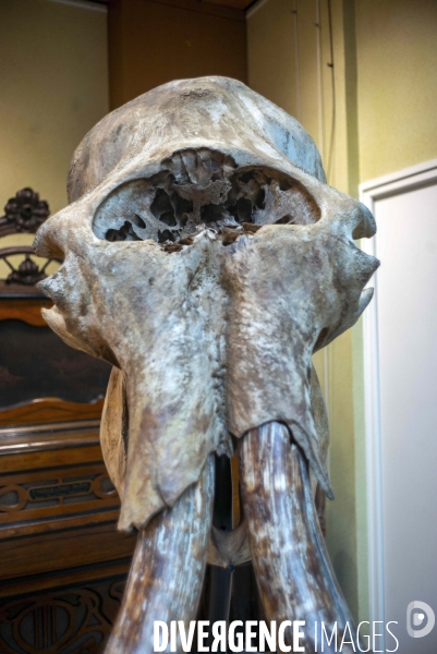 Crâne de Mammouth aux enchères