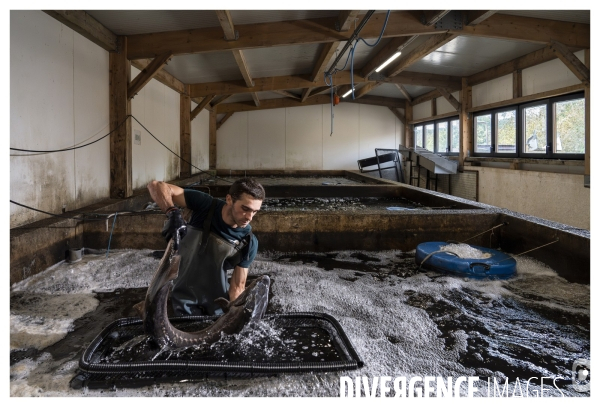 France - perigord - caviar de neuvic