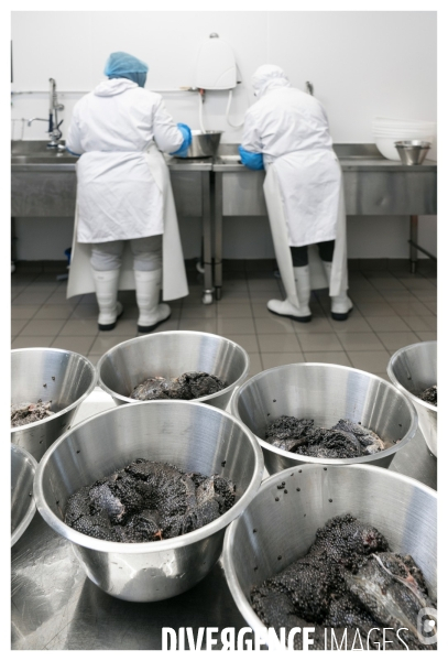 France - perigord - caviar de neuvic