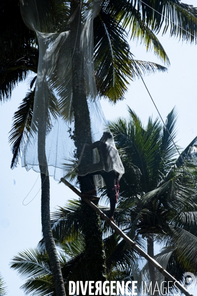 Cueilleur de noix de coco dans la region de Kovalam dans l état du Kerala (Sud de l Inde)