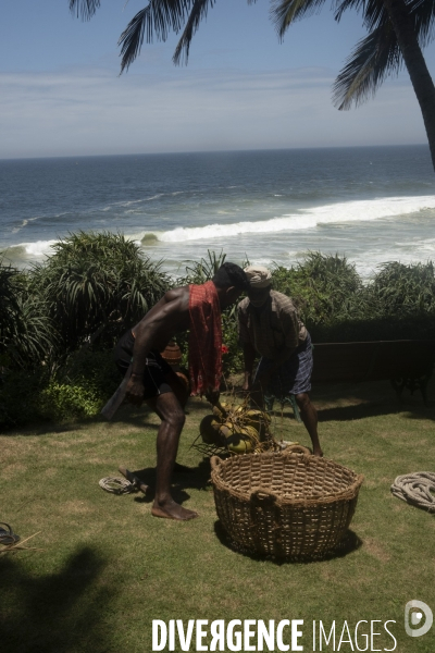 Cueilleur de noix de coco dans la region de Kovalam dans l état du Kerala (Sud de l Inde)