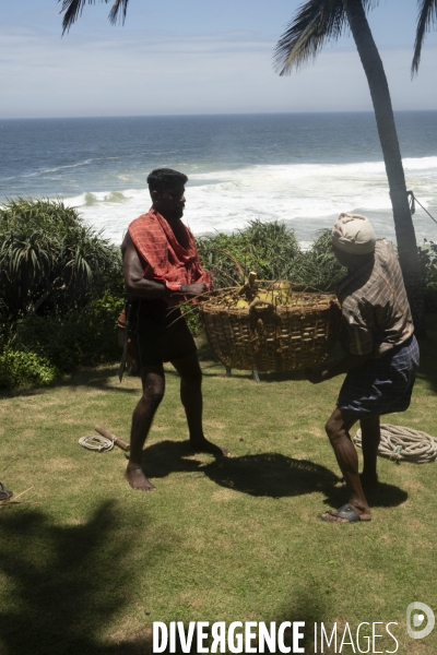 Cueilleur de noix de coco dans la region de Kovalam dans l état du Kerala (Sud de l Inde)