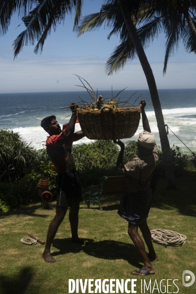 Cueilleur de noix de coco dans la region de Kovalam dans l état du Kerala (Sud de l Inde)