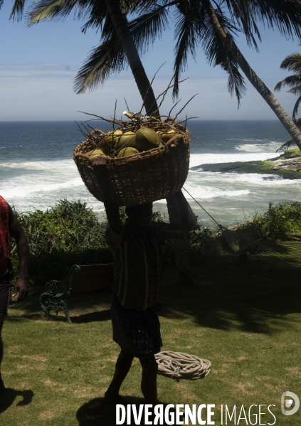 Cueilleur de noix de coco dans la region de Kovalam dans l état du Kerala (Sud de l Inde)
