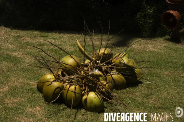 Cueilleur de noix de coco dans la region de Kovalam dans l état du Kerala (Sud de l Inde)