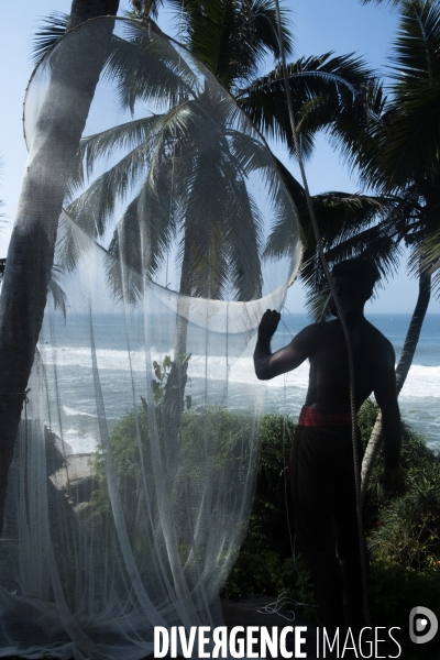 Cueilleur de noix de coco dans la region de Kovalam dans l état du Kerala (Sud de l Inde)