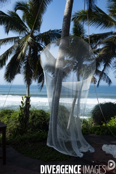 Cueilleur de noix de coco dans la region de Kovalam dans l état du Kerala (Sud de l Inde)