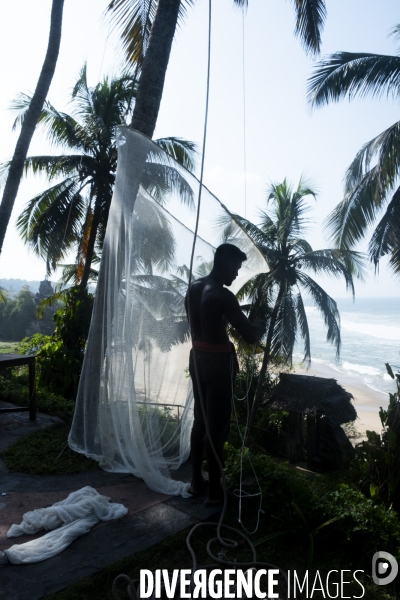 Cueilleur de noix de coco dans la region de Kovalam dans l état du Kerala (Sud de l Inde)