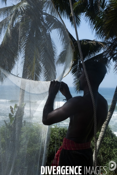 Cueilleur de noix de coco dans la region de Kovalam dans l état du Kerala (Sud de l Inde)