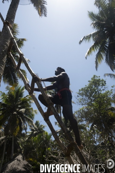 Cueilleur de noix de coco dans la region de Kovalam dans l état du Kerala (Sud de l Inde)