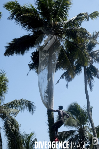 Cueilleur de noix de coco dans la region de Kovalam dans l état du Kerala (Sud de l Inde)