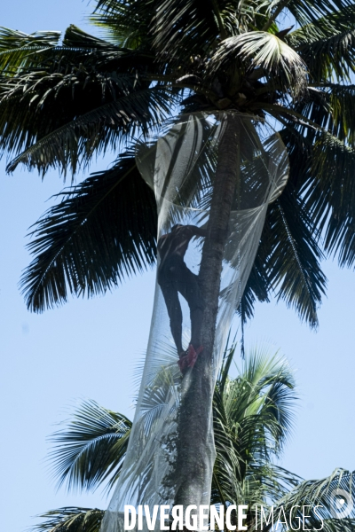 Cueilleur de noix de coco dans la region de Kovalam dans l état du Kerala (Sud de l Inde)
