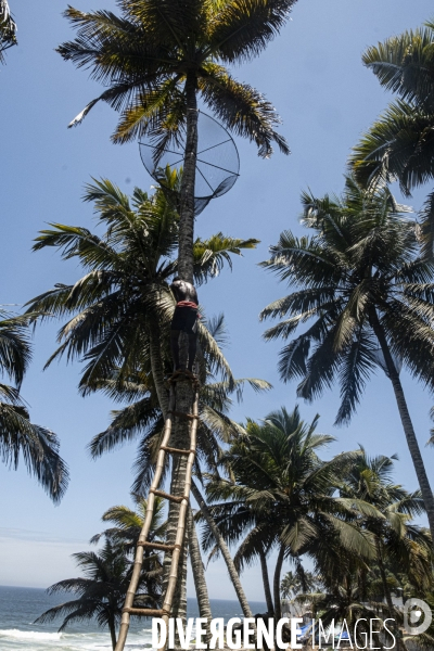 Cueilleur de noix de coco dans la region de Kovalam dans l état du Kerala (Sud de l Inde)