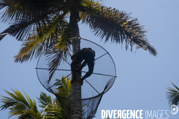 Cueilleur de noix de coco dans la region de Kovalam dans l état du Kerala (Sud de l Inde)