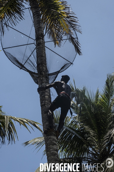 Cueilleur de noix de coco dans la region de Kovalam dans l état du Kerala (Sud de l Inde)