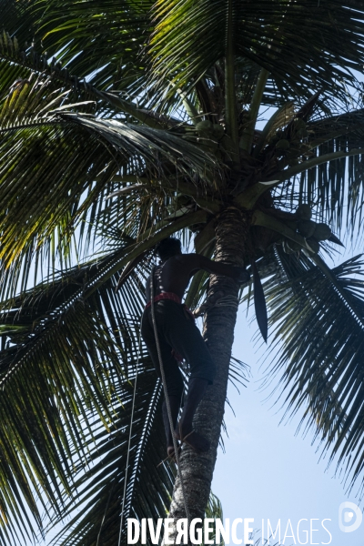 Cueilleur de noix de coco dans la region de Kovalam dans l état du Kerala (Sud de l Inde)