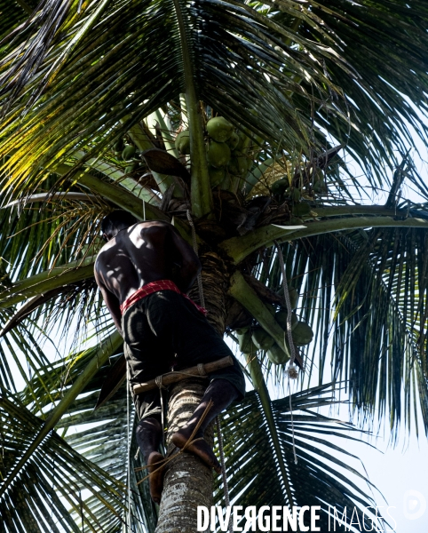 Cueilleur de noix de coco dans la region de Kovalam dans l état du Kerala (Sud de l Inde)