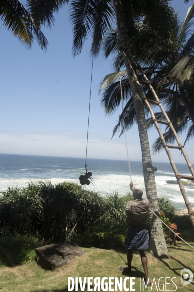 Cueilleur de noix de coco dans la region de Kovalam dans l état du Kerala (Sud de l Inde)