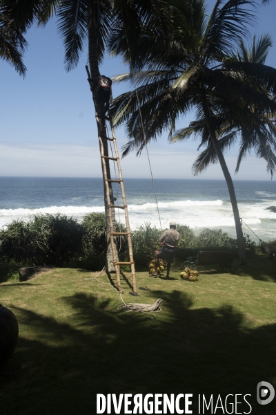 Cueilleur de noix de coco dans la region de Kovalam dans l état du Kerala (Sud de l Inde)