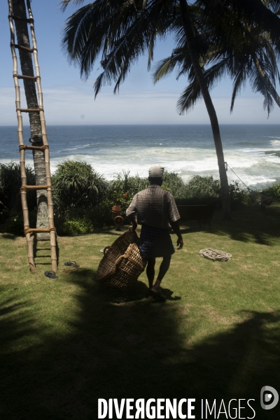 Cueilleur de noix de coco dans la region de Kovalam dans l état du Kerala (Sud de l Inde)