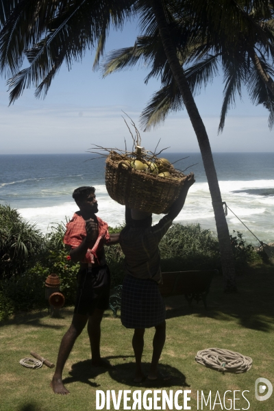 Cueilleur de noix de coco dans la region de Kovalam dans l état du Kerala (Sud de l Inde)