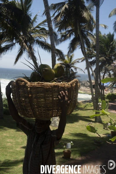 Cueilleur de noix de coco dans la region de Kovalam dans l état du Kerala (Sud de l Inde)