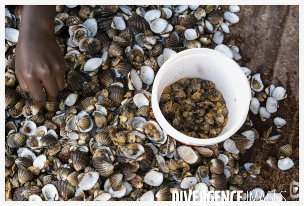 Afrique - senegal - fadiouth - coquillages