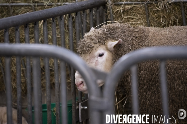 Veaux, vaches, cochons ...