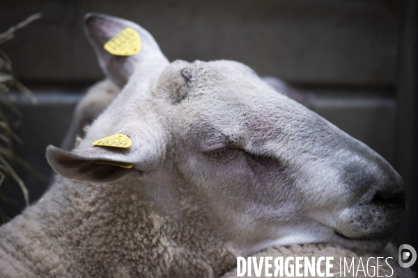 Veaux, vaches, cochons ...