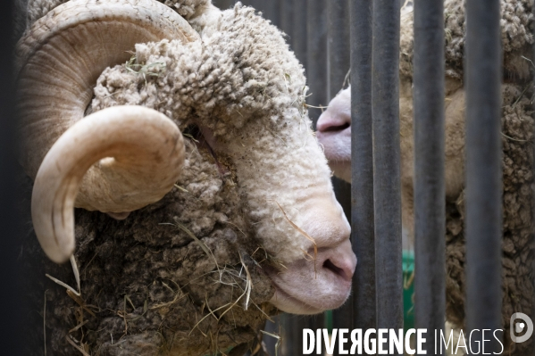 Veaux, vaches, cochons ...