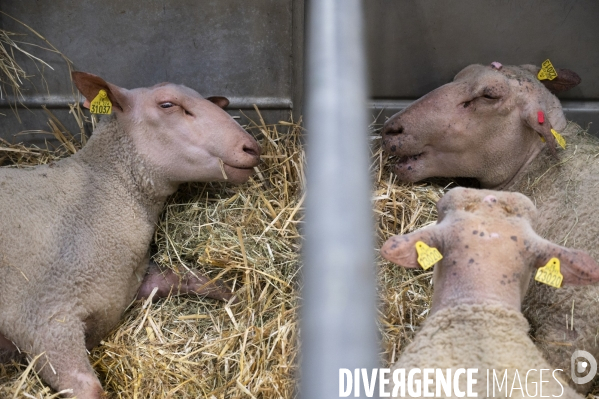 Veaux, vaches, cochons ...