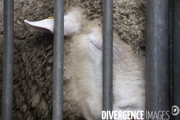 Veaux, vaches, cochons ...